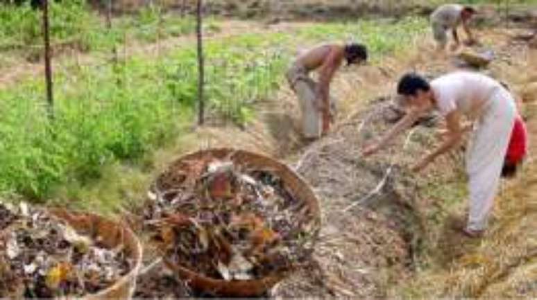 Existem em Auroville mais de uma dezena de fazendas de diferentes tamanhos, onde não só é possível semear, mas aprender a cultivar a terra