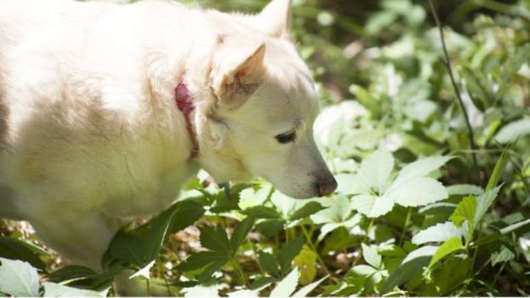 Pesquisadores querem evitar metáforas baseadas na vida animal para descrever plantas