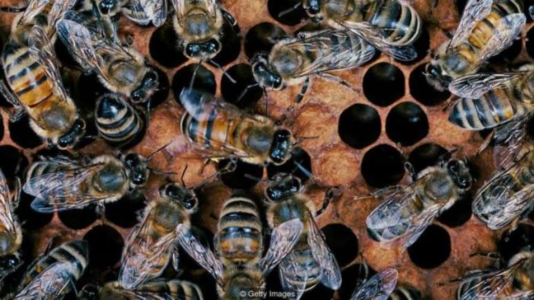 Ferramenta usa a inteligência coletiva das abelhas como modelo