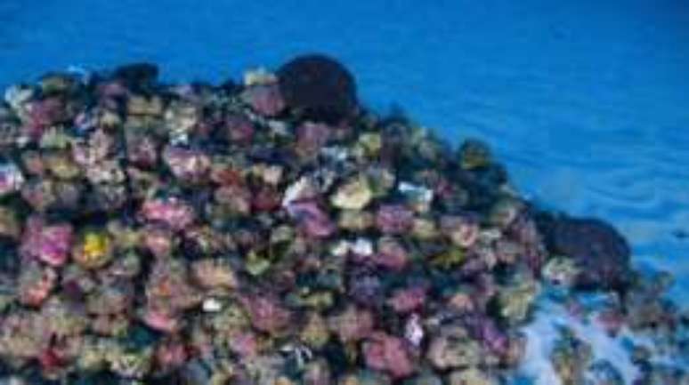 Corais se desenvolveram em condi&ccedil;&otilde;es &uacute;nicas de disponibilidade de luz