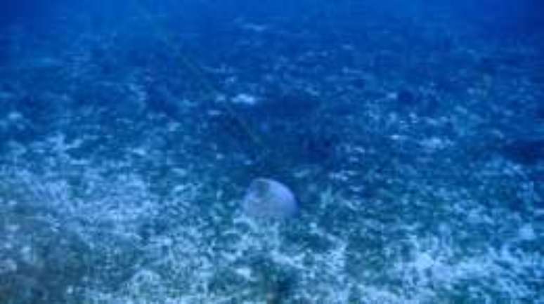 ONG defende proibi&ccedil;&atilde;o de prospec&ccedil;&atilde;o de petr&oacute;leo na &aacute;rea