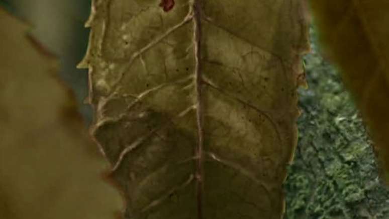 ... at&eacute; que a folha murche