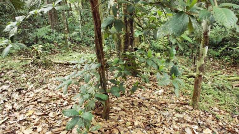 Em meio à diversidade da mata fechada, você se depara de repente com um espaço aberto, onde há apenas um tipo de árvore 