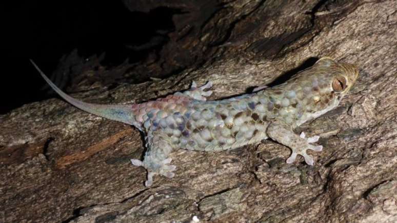 O lagarto Geckolepis megalepis se livra das escamas ao menor toque e as regenera em pouco tempo 