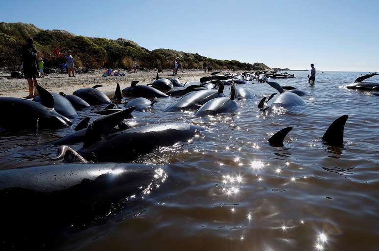 Baleias encalham na costa da Nova Zelândia