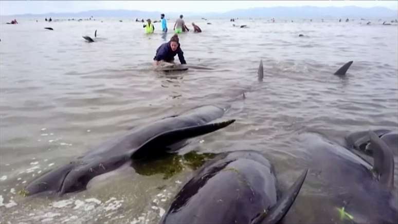 Baleias encalham na costa da Nova Zelândia