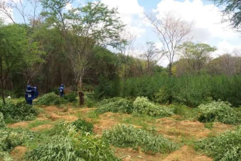 PF destrói plantação de maconha em Pernambuco - 