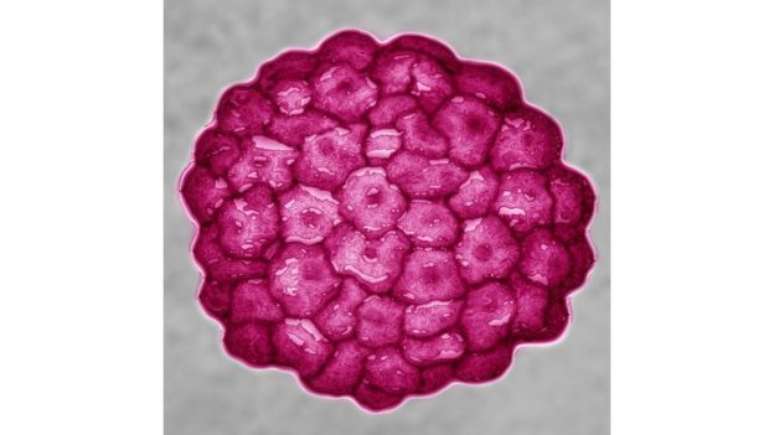 Alguns tipos de câncer associados ao HPV, como o de boca, garganta e pênis, não apresentam sintomas em sua fase inicial