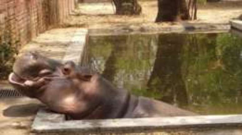 Polícia ainda tenta identificar autores e a motivação do ataque ao único hipopótamo de El Salvador