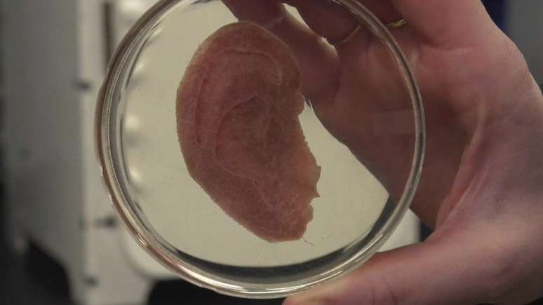 Após esculpir maçã em formato de orelha, cientistas usaram 'esqueleto' de celulose para criar cultura de células humanas - e criar orelha de laboratório