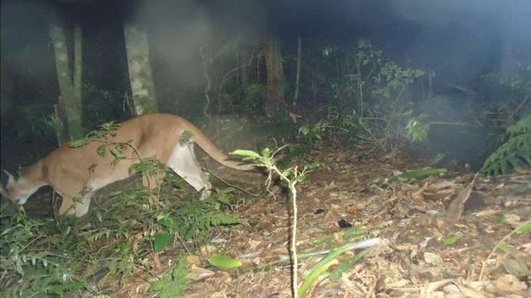 Onça-parda fotografada por armadilha fotográfica na Serra dos Órgãos