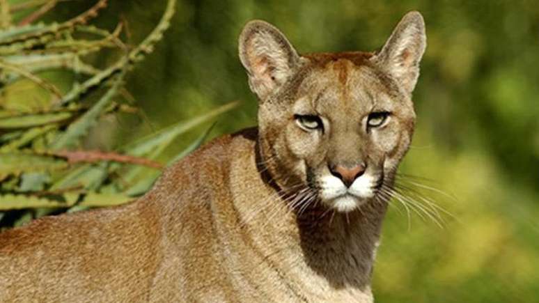 O Puma concolor é o mamífero terrestre com a maior distribuição geográfica no Oriente e habita tanto climas tropicais como subárticos