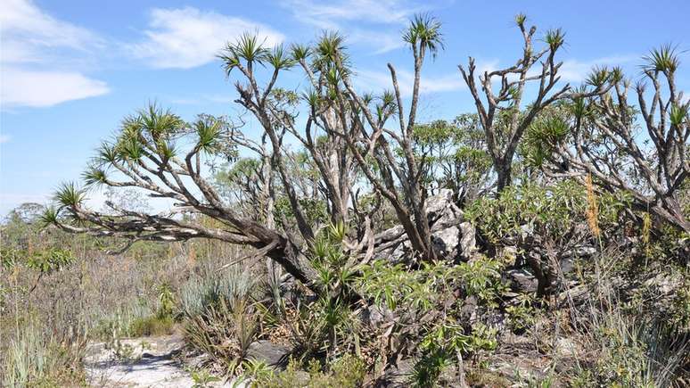 Há mais de 4,6 mil espécies de plantas e animais que só existem no cerrado