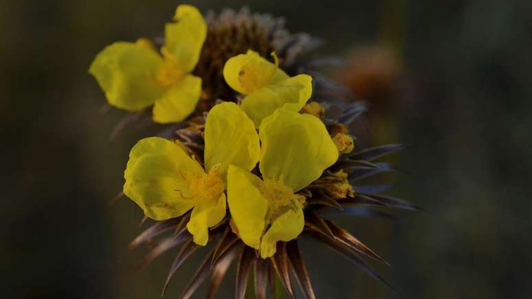 Plantas respondem pela maior parte da biodiversidade do cerrado