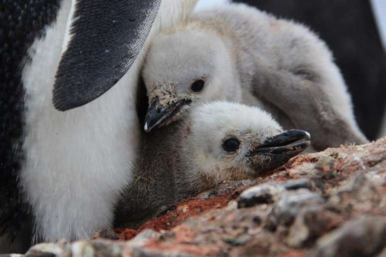 Filhotes de pinguins crescem no Cabo Shirreff