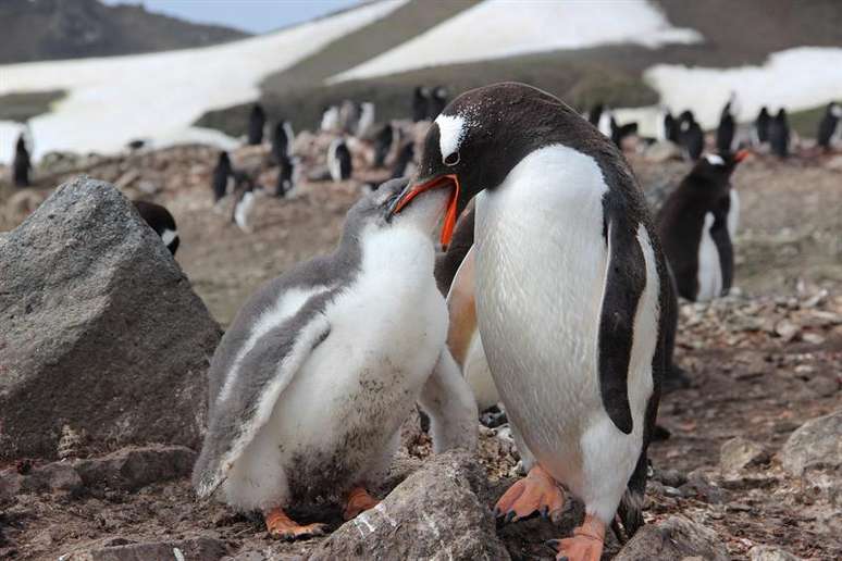 Imagem destaca um casal de pinguins no Cabo Shirreff