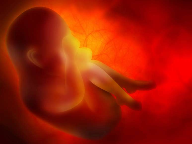 Imagem representativa de um embrião
