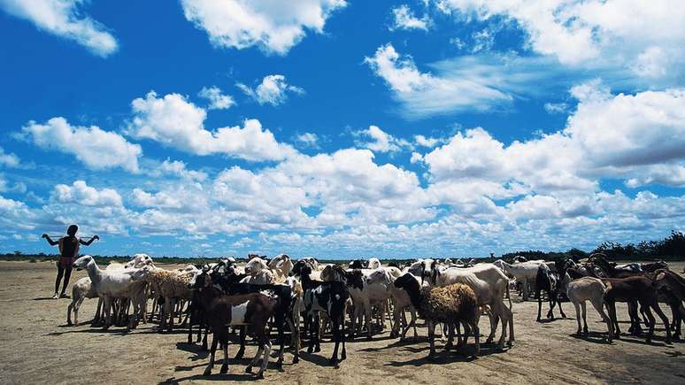 A retirada da vegetação para acomodar o pastoreio afetou a ecologia e reduziu a frequência de chuvas na região