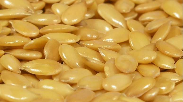 Linhaça dourada tem cerca de 30 gramas de proteína a cada 100 gramas