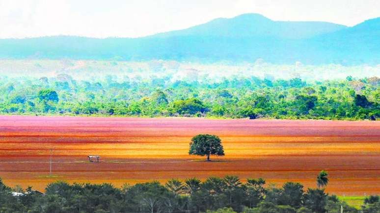 O Cerrado tem hoje cerca de 13 mil tipos de plantas, número que o torna um dos biomas mais ricos do mundo