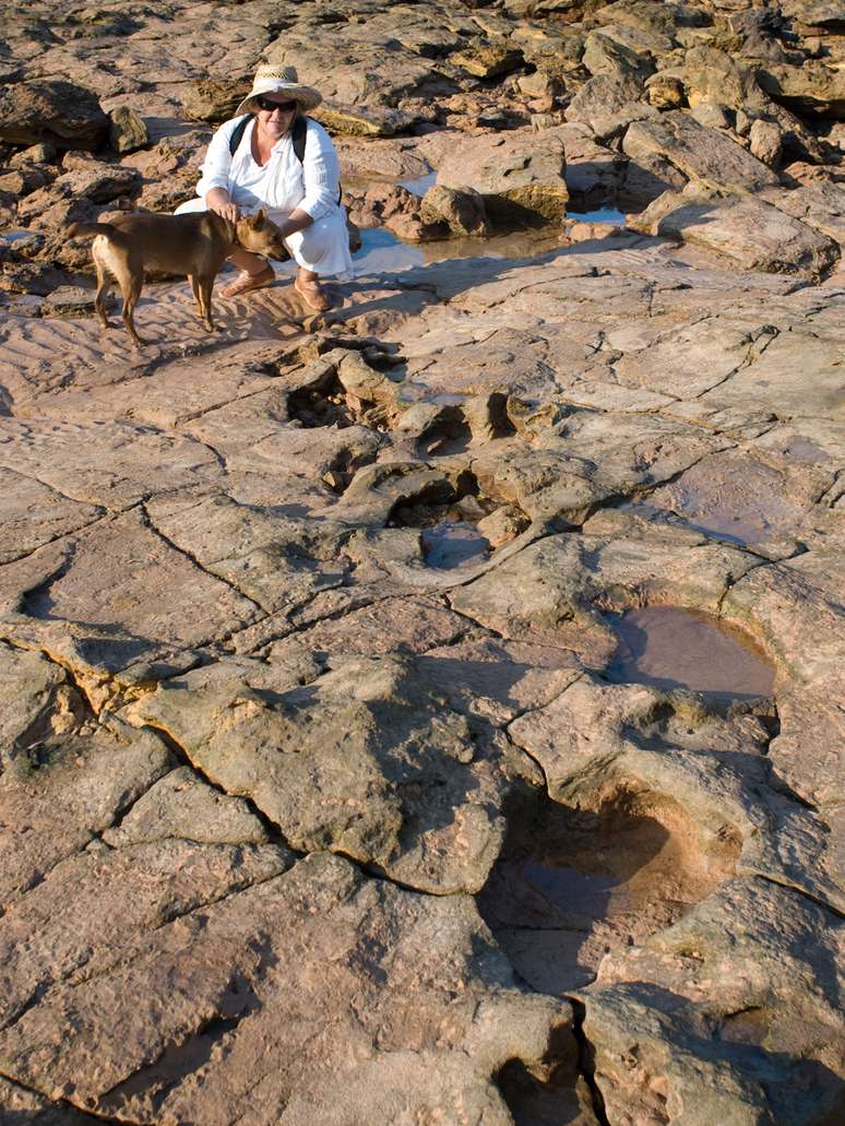 Pegadas de estegossauros