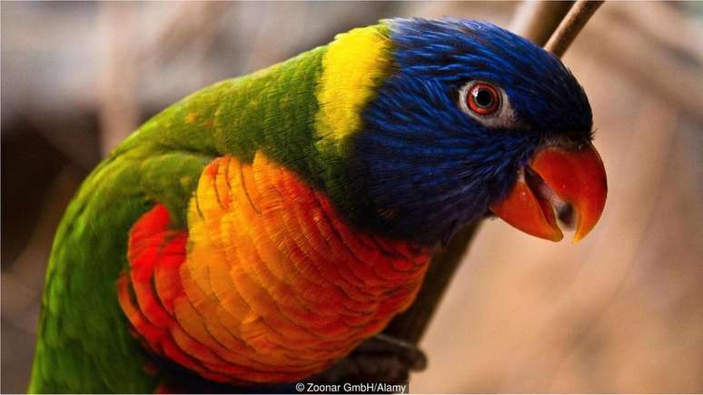 Papagaios são espécies com capacidade de aprendizado vocal