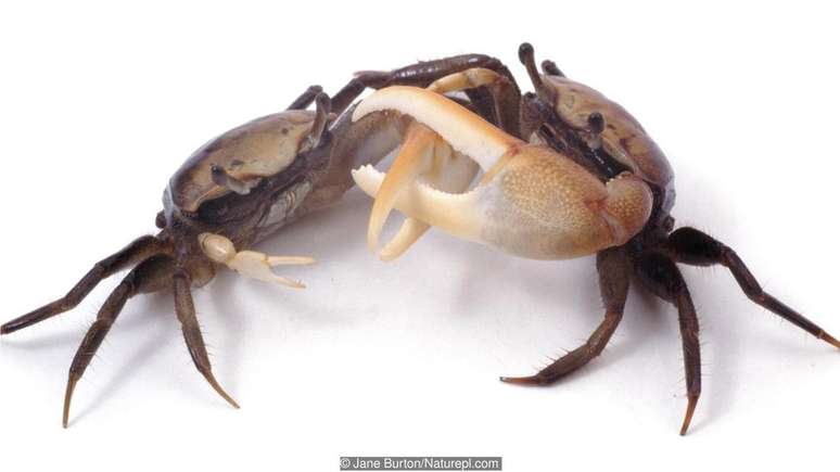Certas espécies de caranguejo balançam as patas em coreografias conjuntas