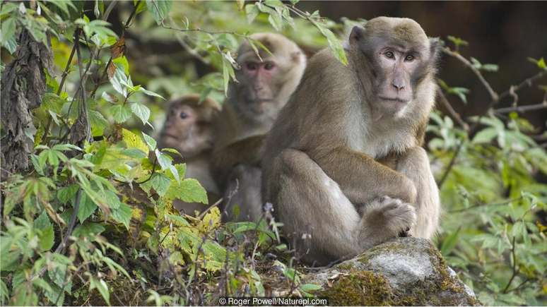 Movimento do corpo de chimpanzés pode mostrar origem da dança humana -  Olhar Digital