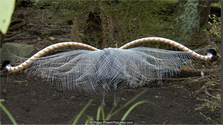 Belo Lyre Bird australiano (Menura novaehollandiae) dança sem cantar e canta sem dançar