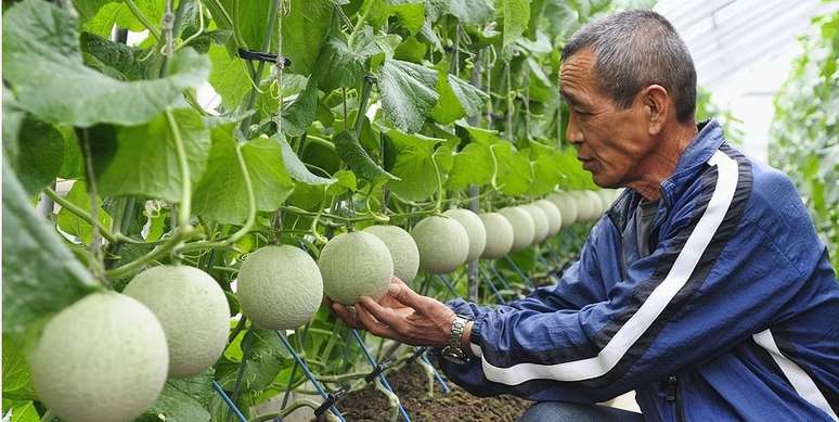 Durante séculos, japoneses aperfeiçoaram a forma de produzir frutas e carnes