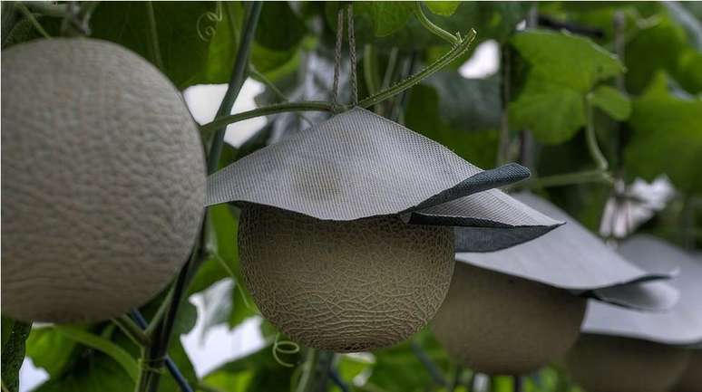 São famosas entre japoneses fotos de melões cobertos com espécie de chapéu de lona para que cresçam perfeitamente redondos
