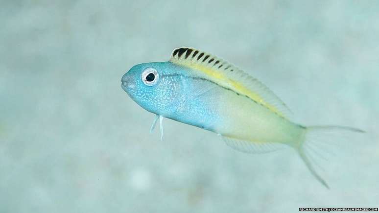 Os fang blennies medem poucos centímetros e são coloridos