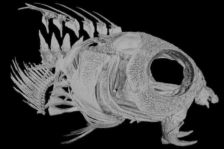 Pesquisadores fizeram tomografias para encontrar as glândulas produtoras de veneno