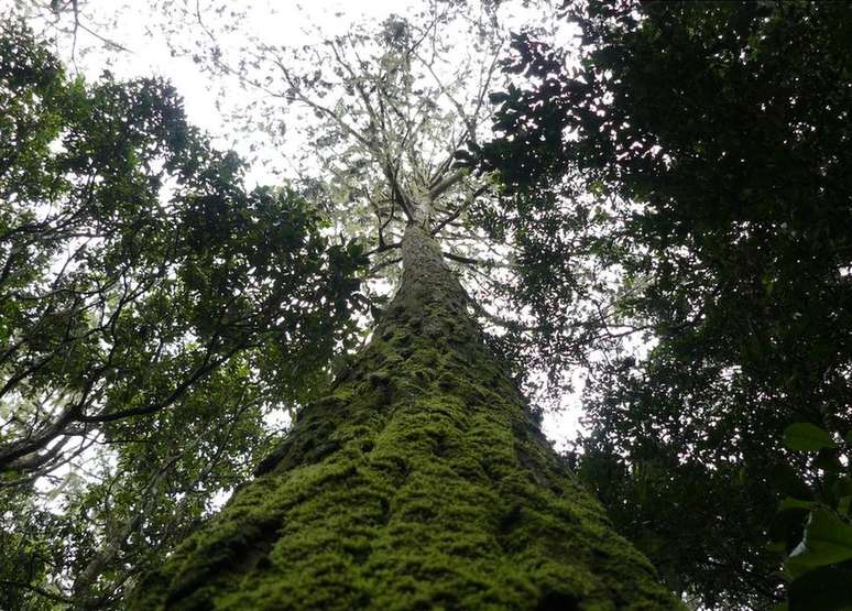 Pesquisa mostrou que mais da metade das espécies de árvores são encontradas em um único país
