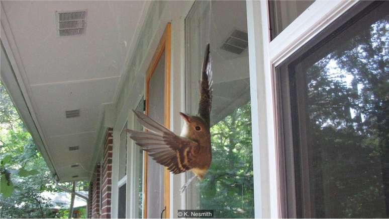 P&aacute;ssaro da esp&eacute;cie Empidonax virescens preso em teia de aranha