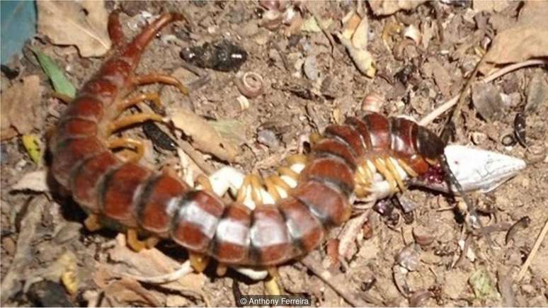 Centopeia gigante em ataque a lagarto (Cnemidophorus ocellifer)