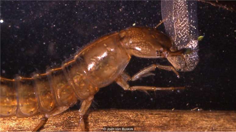 Um besouro d'água (Dytiscus sp.) ataca um girino