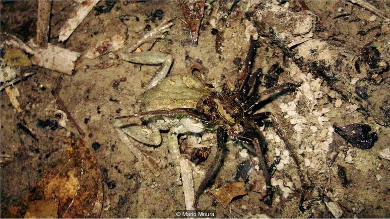 Aranha pescadora (Ancylometes rufus) se alimentando de um sapo (Dendropsophus melanargyreus)