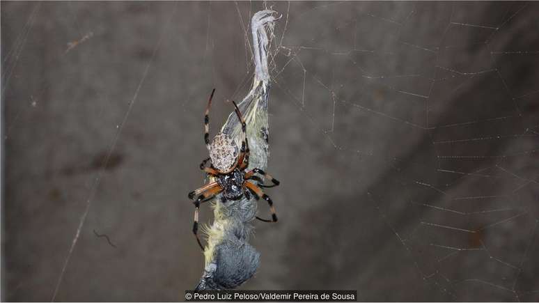 Ferreirinho-relógio (Todirostrum cinereum) caiu em teia e se tornou presa fácil para aranha da espécie Nephilengys cruentata
