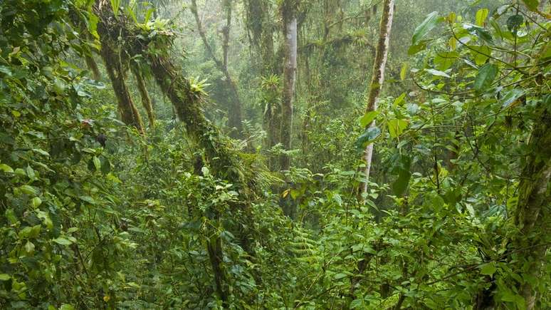 A hibridização natural é um processo mais comum para plantas que para animais.