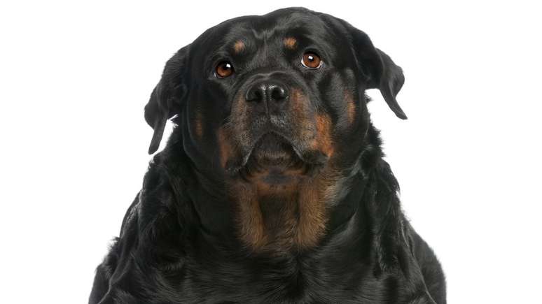 Ganho de peso, preguiça e lentidão são sintomas de hipotireoidismo em cães