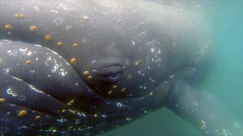 Pesquisadores analisam os hábitos alimentares e as mudanças nas vidas das baleias na Antártida