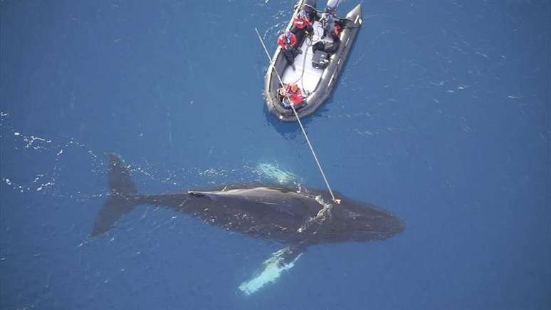 Cientistas acoplam sensores e câmera em baleia