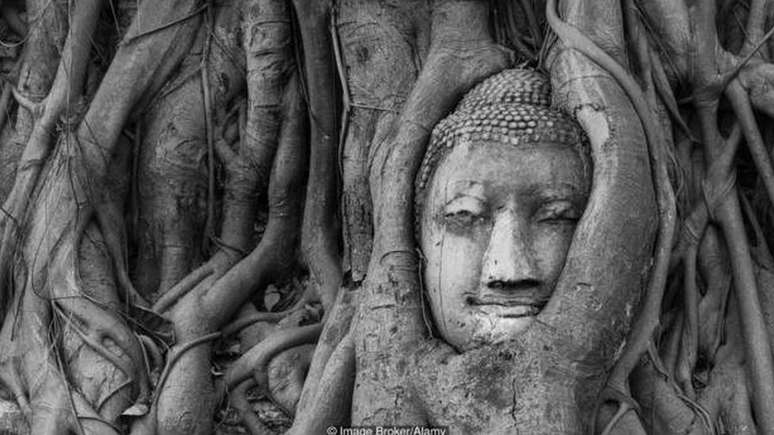 A figueira &eacute; reverenciada por v&aacute;rios povos