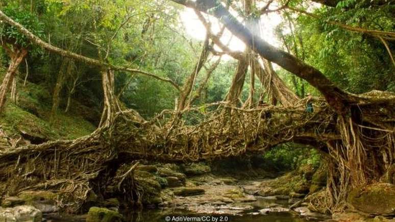 Ponte feita de ra&iacute;zes de figueira