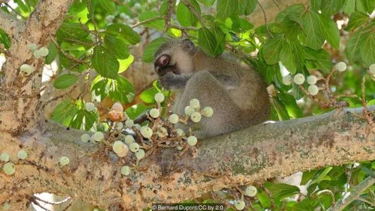 Figos s&atilde;o frutas repletas de nutrientes e sustentam v&aacute;rios animais