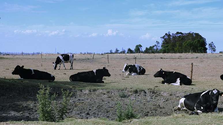 No território uruguaio, vivem 12 milhões de vacas, ou seja, há 3,5 bovinos para cada habitante.