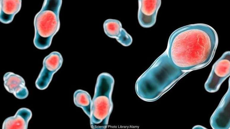 Uma ilustração da bactéria Clostridium difficile, que vive sem oxigênio