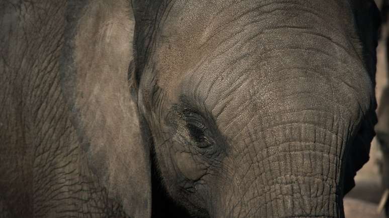 Animais que respiram oxigênio se tornaram enormes