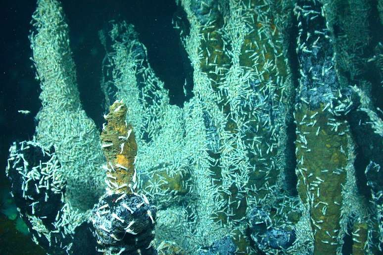 Na Terra, micróbios em fontes hidrotermais nos oceanos sustentam organismos mais complexos